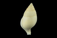 藏品(東沙峨螺)的圖片